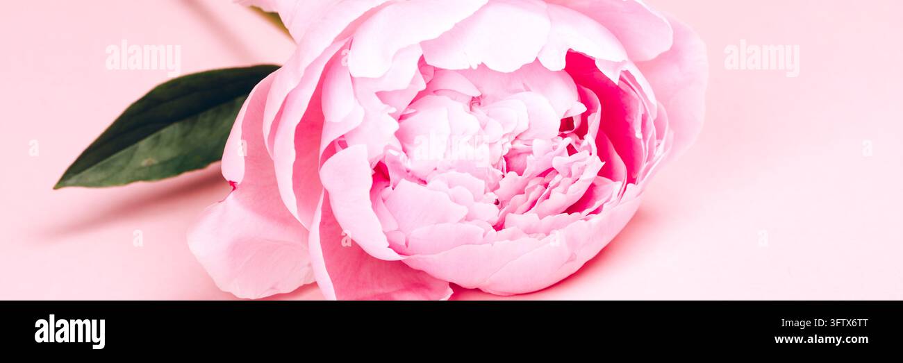 Rosa Pfingstrosen-Banner auf pastellrosa Hintergrund Stockfoto