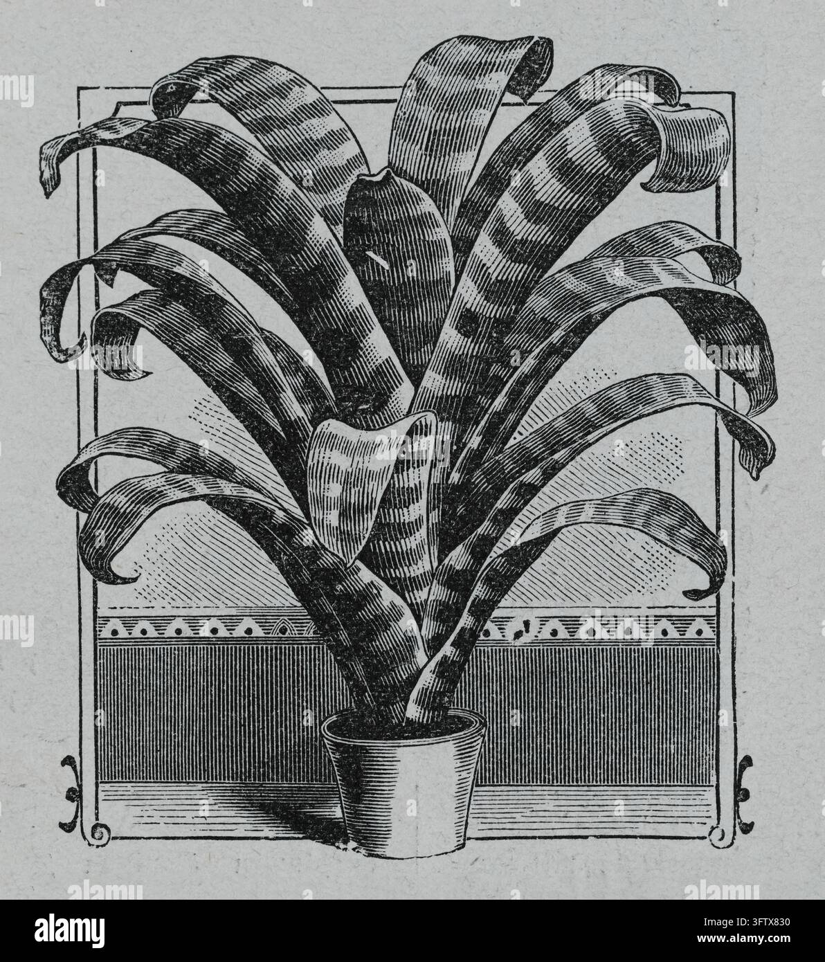 Bromelienpflanze in einem Topf mit gemusterten Blättern, dekorative botanische Illustration, Radierung aus dem 19. Jahrhundert. Stockfoto