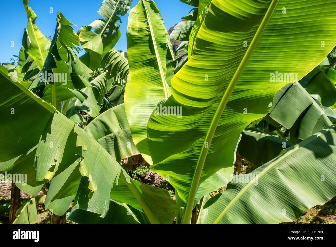 Lebendige grüne Bananenblätter, die in einer sonnigen tropischen Plantage wachsen Stockfoto