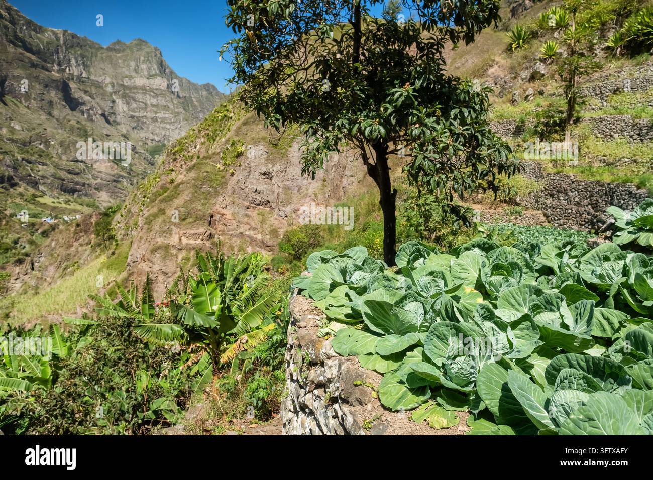 Terrassenförmiger Kohlacker an einem steilen Berghang im Paul Valley Stockfoto