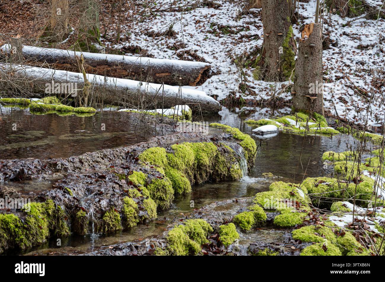 Ein kleiner Bach stürzt über eine moosbedeckte Kante. Schnee liegt auf gefallenen Stämmen und dem bewaldeten Ufer, während nasse Blätter das fließende Wasser umgeben. Stockfoto