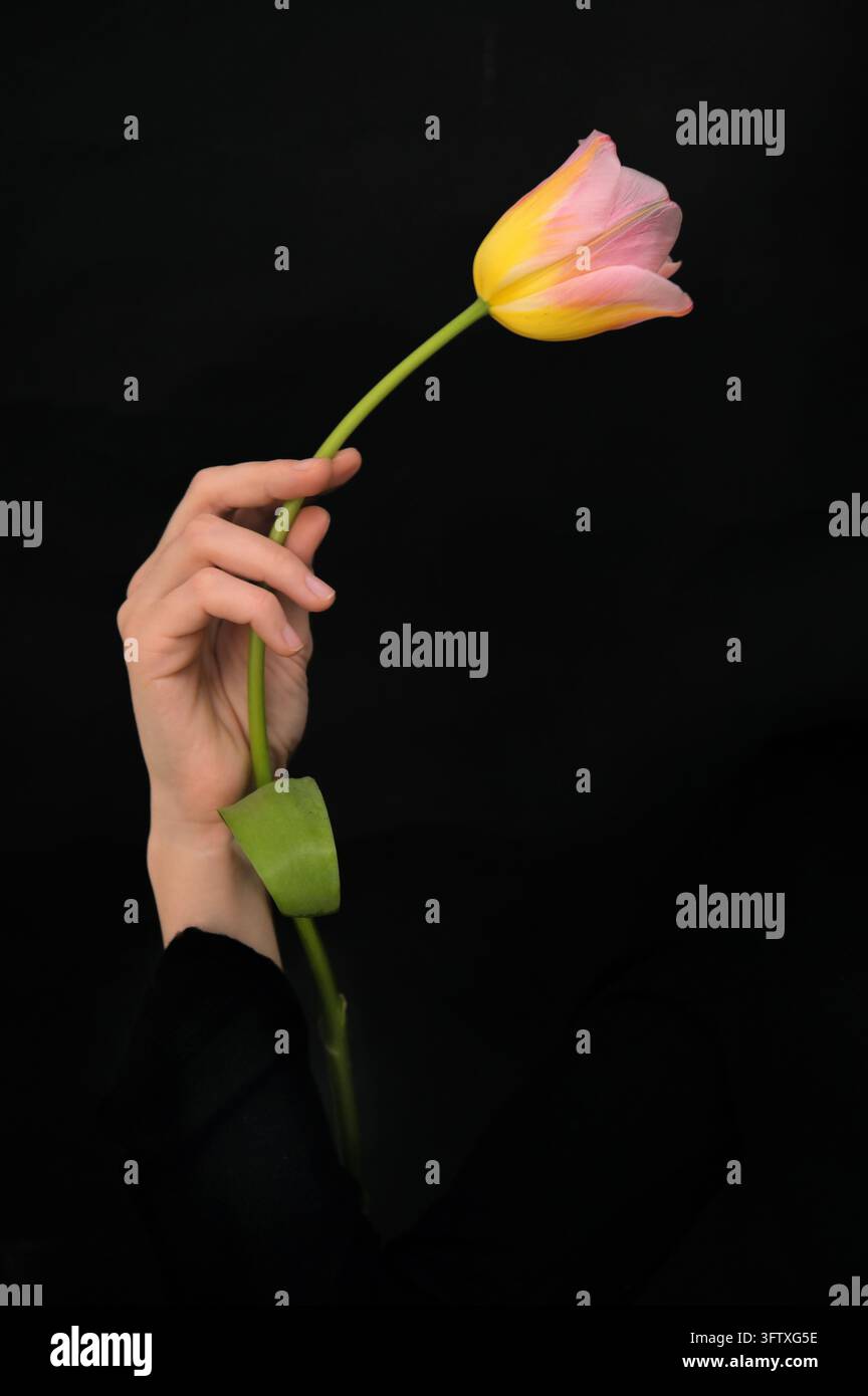 Eine elegante Tulpe in der Frauenhand auf schwarzem Hintergrund Stockfoto