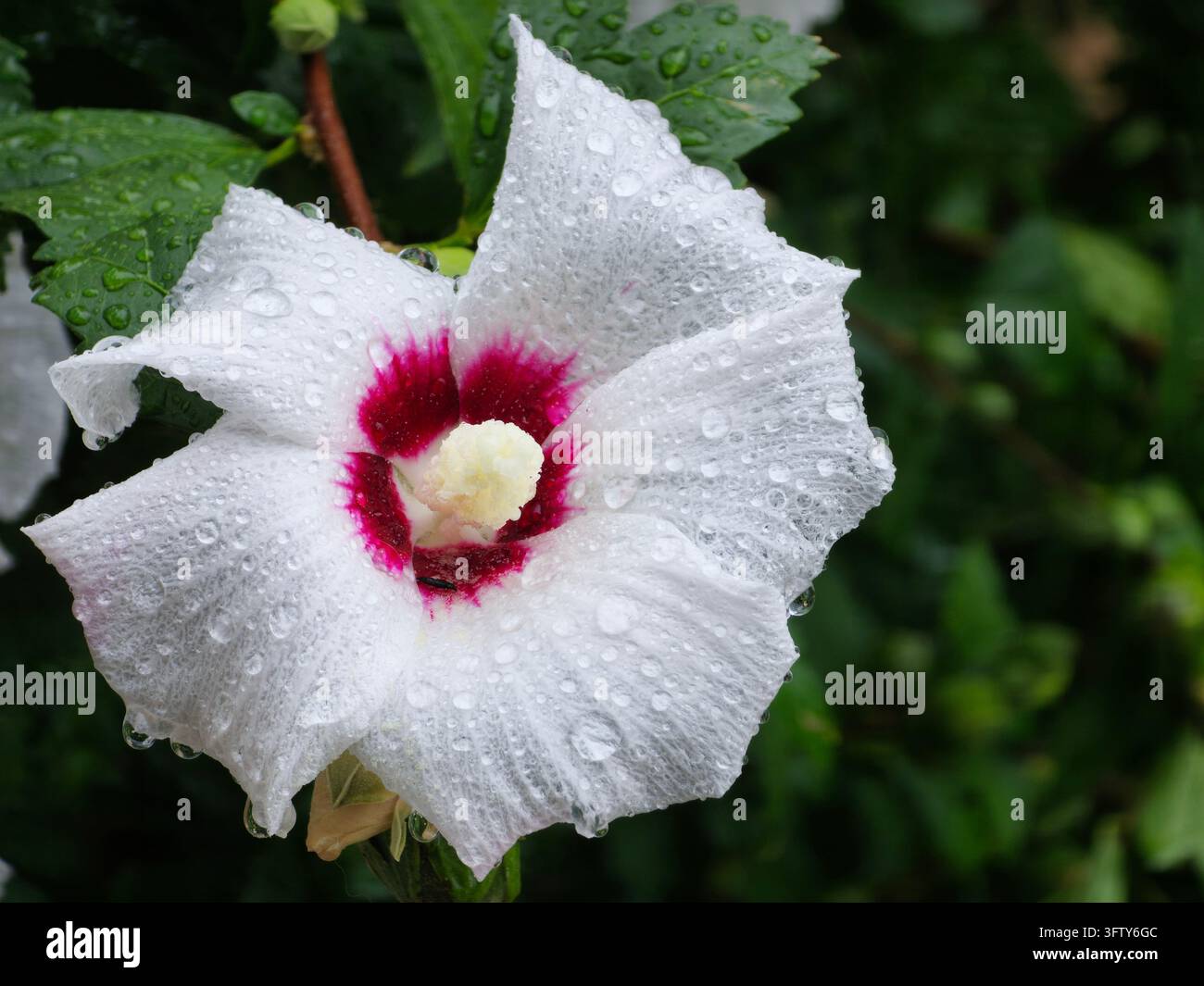 Rose-of-Sharon-Blüte, die nach einem kürzlichen Regenschauer mit Wassertropfen getränkt ist Stockfoto