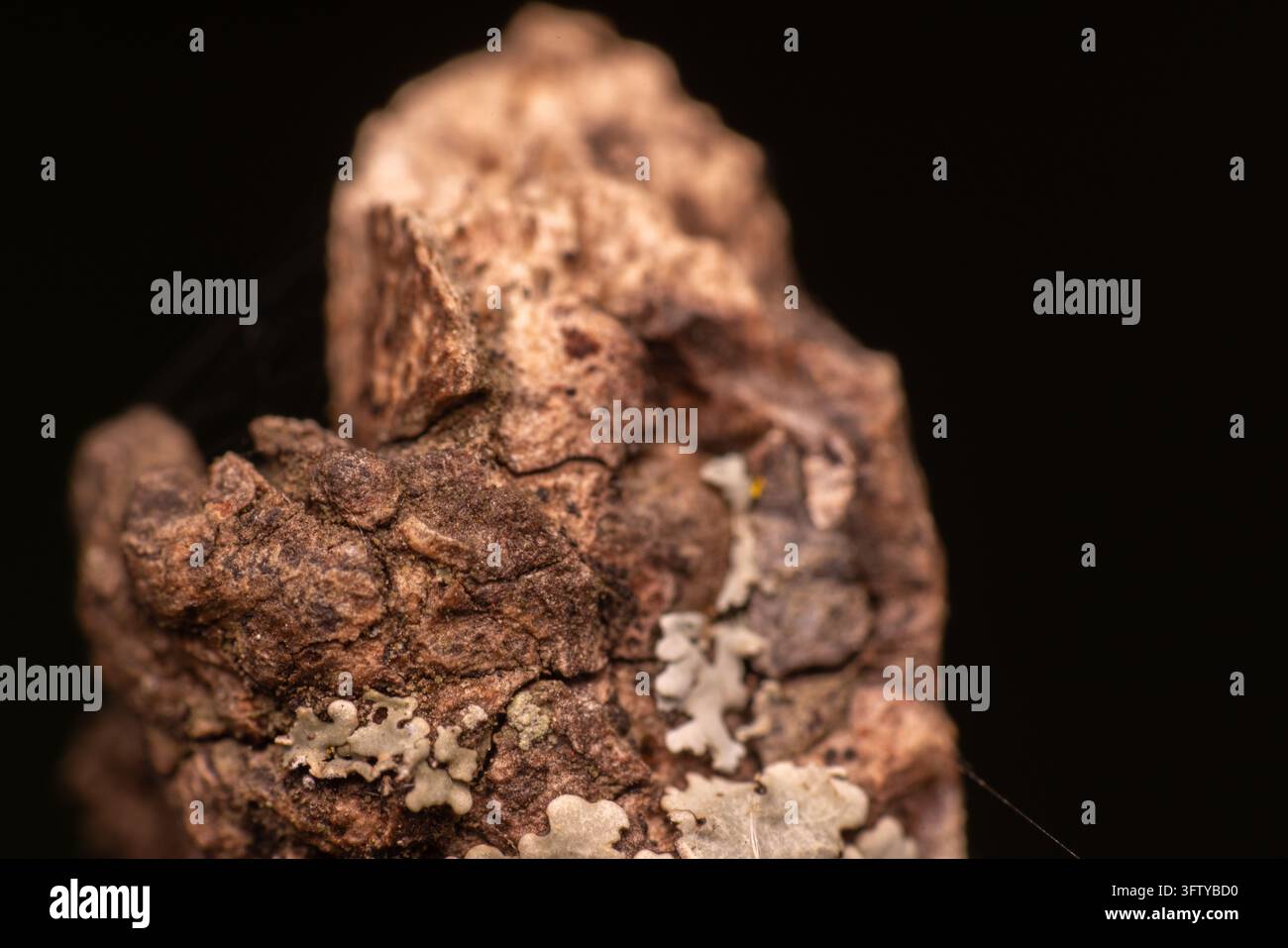 Raues Holz mit Flecken von Flechten. Dunkler Hintergrund betont natürliche Texturen. Nahaufnahme zeigt raues, verwittertes Gelände. Ideal für Natur, Geologie Stockfoto