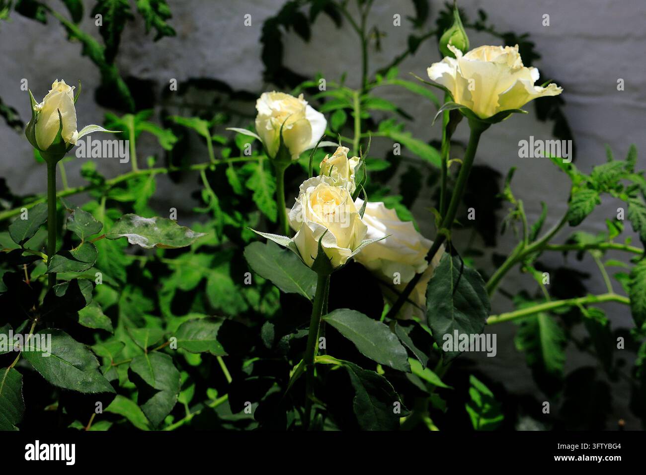 Cremefarbene Rosen Stockfoto