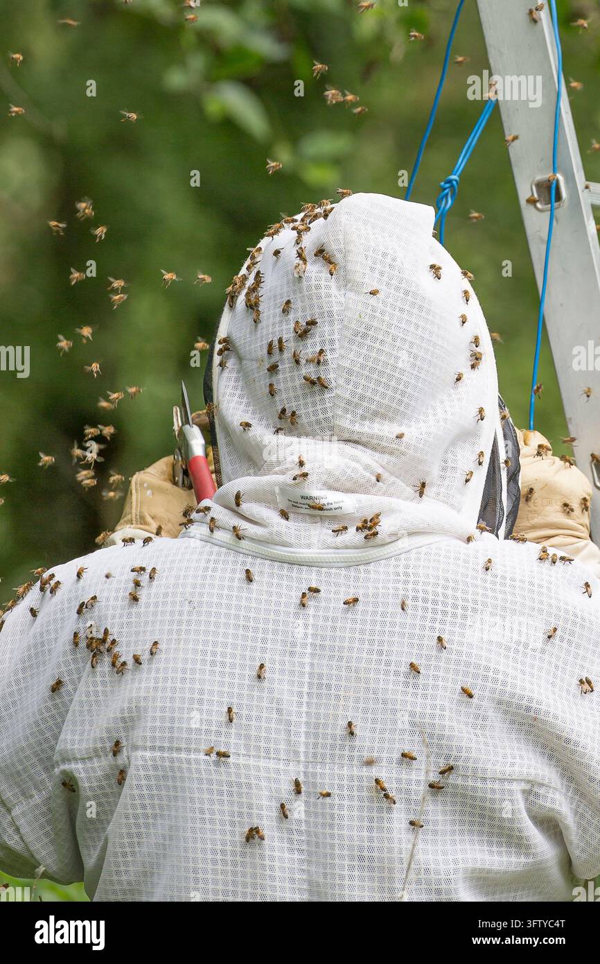 Imker mit Schutzanzug entfernt einen Schwarm Honigbienen (Apis mellifera) von einem Baum, UK. Stockfoto