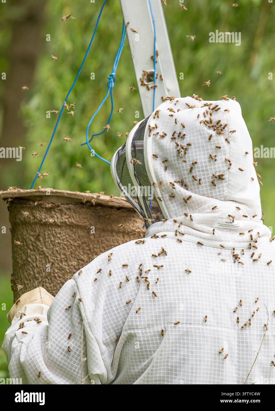 Imker mit Schutzanzug entfernt einen Schwarm Honigbienen (Apis mellifera) von einem Baum, UK. Stockfoto