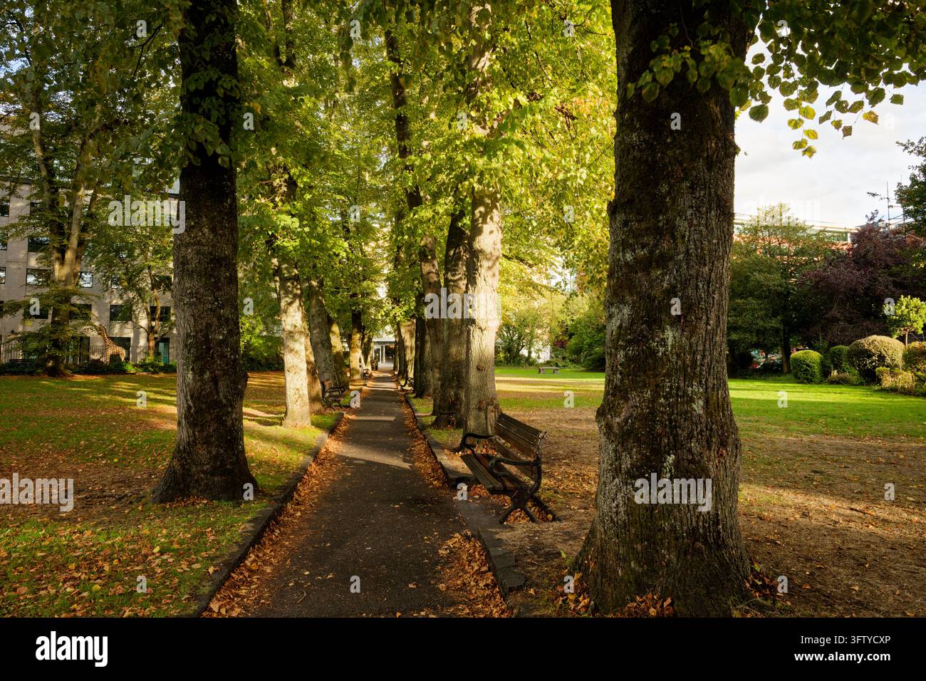 Ein Weg mit Bänken und von ausgewachsenen Bäumen gesäumt in einem städtischen Park im Sonnenschein, Temple Gardens, Bristol, England. Stockfoto