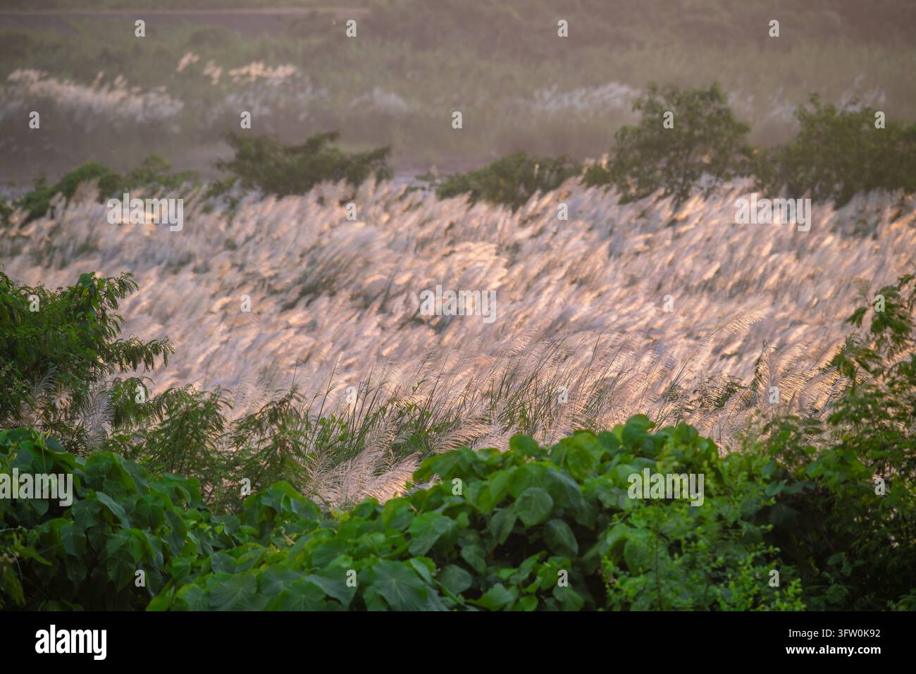 Weiße Kans-Grasblüten wiegen sich im Abendlicht am Ufer in Guantian, Tainan, Taiwan im Herbst. Stockfoto