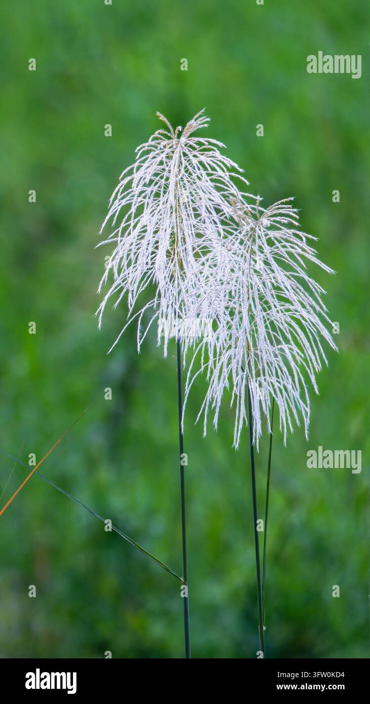 Zwei zarte weiße Kans-Grasblüten, die sanft im Nachmittagswind entlang eines Flussufers in Tainan, Taiwan, schaukeln. Stockfoto
