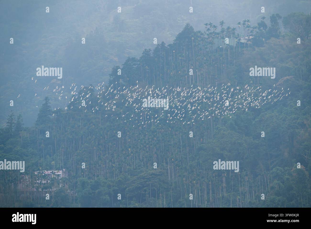 Große Schar von Zugvögeln, weiße Silberreiher, die in Formation über dichten Wald und Berge in Meishan, Chiayi, Taiwan fliegen. Stockfoto