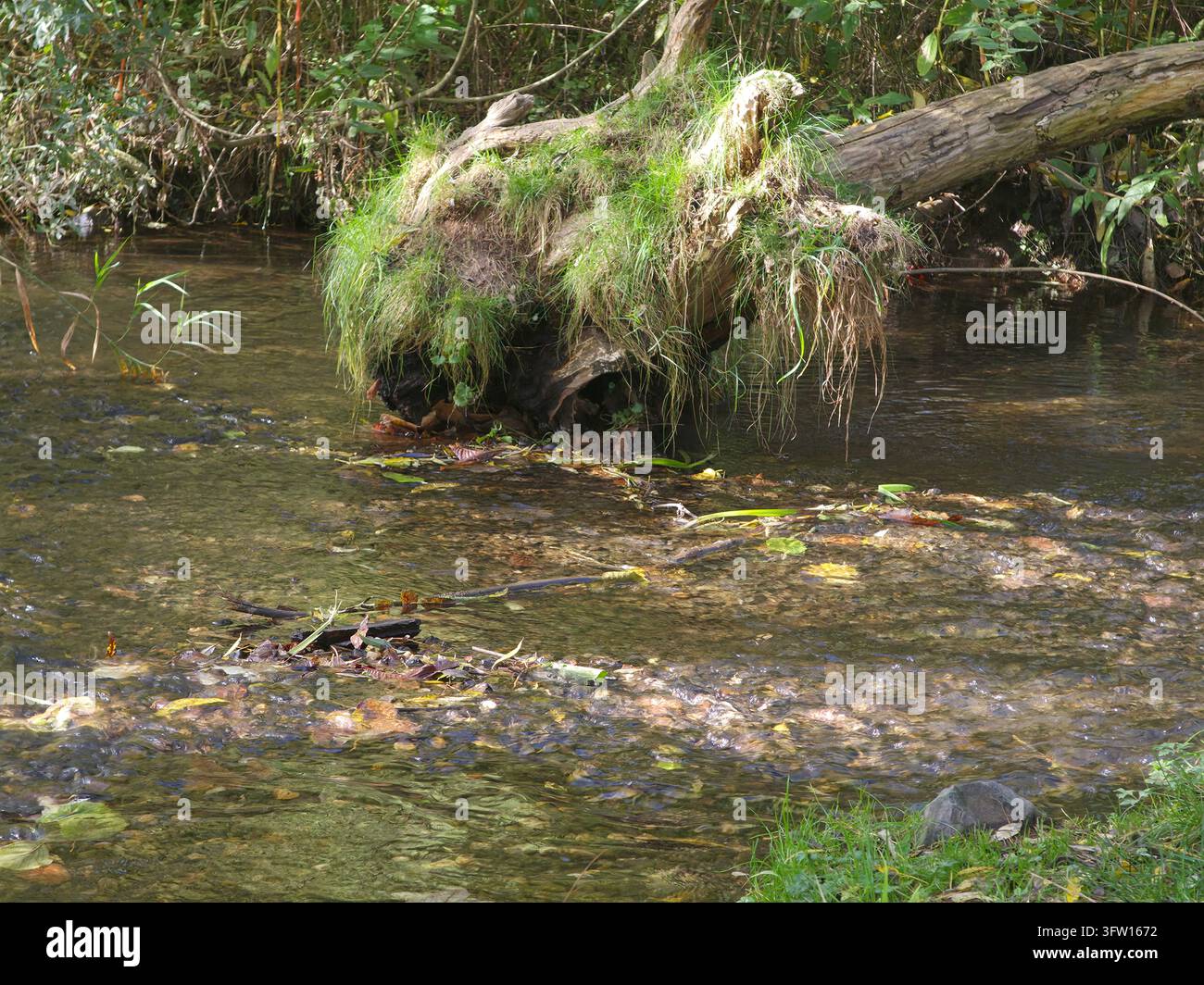 Alter verwitterter Holzstamm, bedeckt mit üppigem grünem Moos und Gras, der in einem ruhigen Flussstromwasserumfeld steht - Smartphone-aufgenommenes Stockfoto