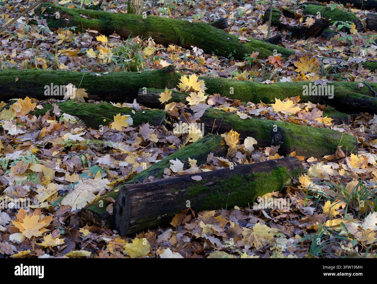 Baumstamm, der im Herbstwald mit leuchtend grünem Moos bedeckt ist. Stockfoto