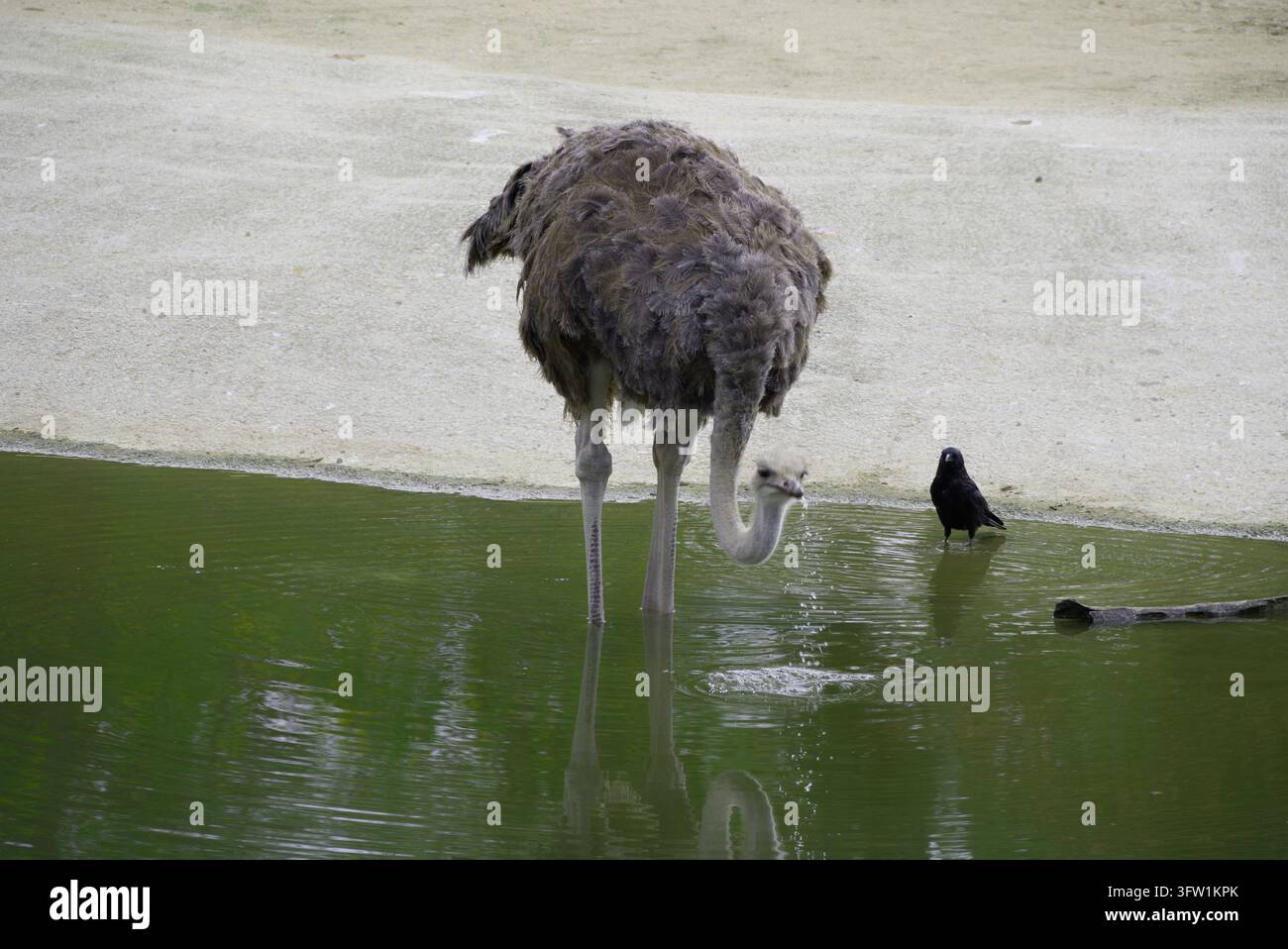 Ein Strauß steht im flachen Wasser und trinkt in der Nähe eines kleinen schwarzen Vogels am Rand eines Teiches Stockfoto