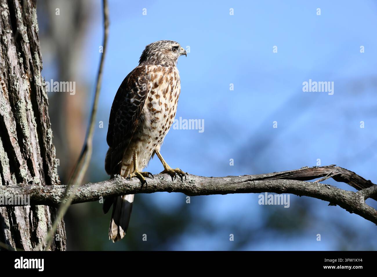 Ein junger Rotschulter-Habicht (Buteo lineatus) sitzt auf einem Ast, von hinten gesehen, vor einem klaren blauen Himmel Stockfoto