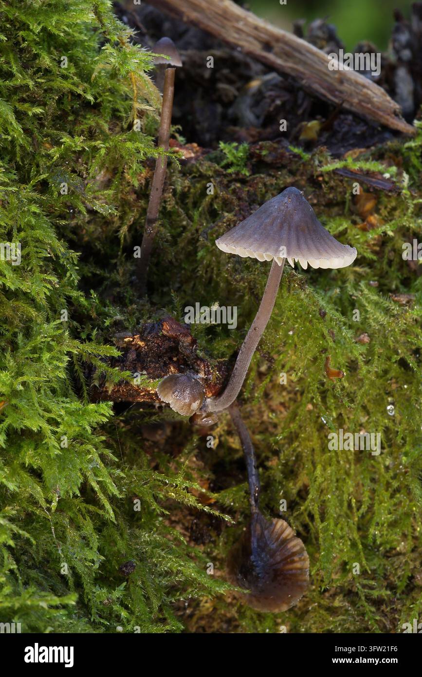 Zarte Mycena-Häubchenpilze sprießen auffällig aus einem moosbedeckten, verrottenden Baumstamm in einer feuchten Herbstwaldumgebung Stockfoto