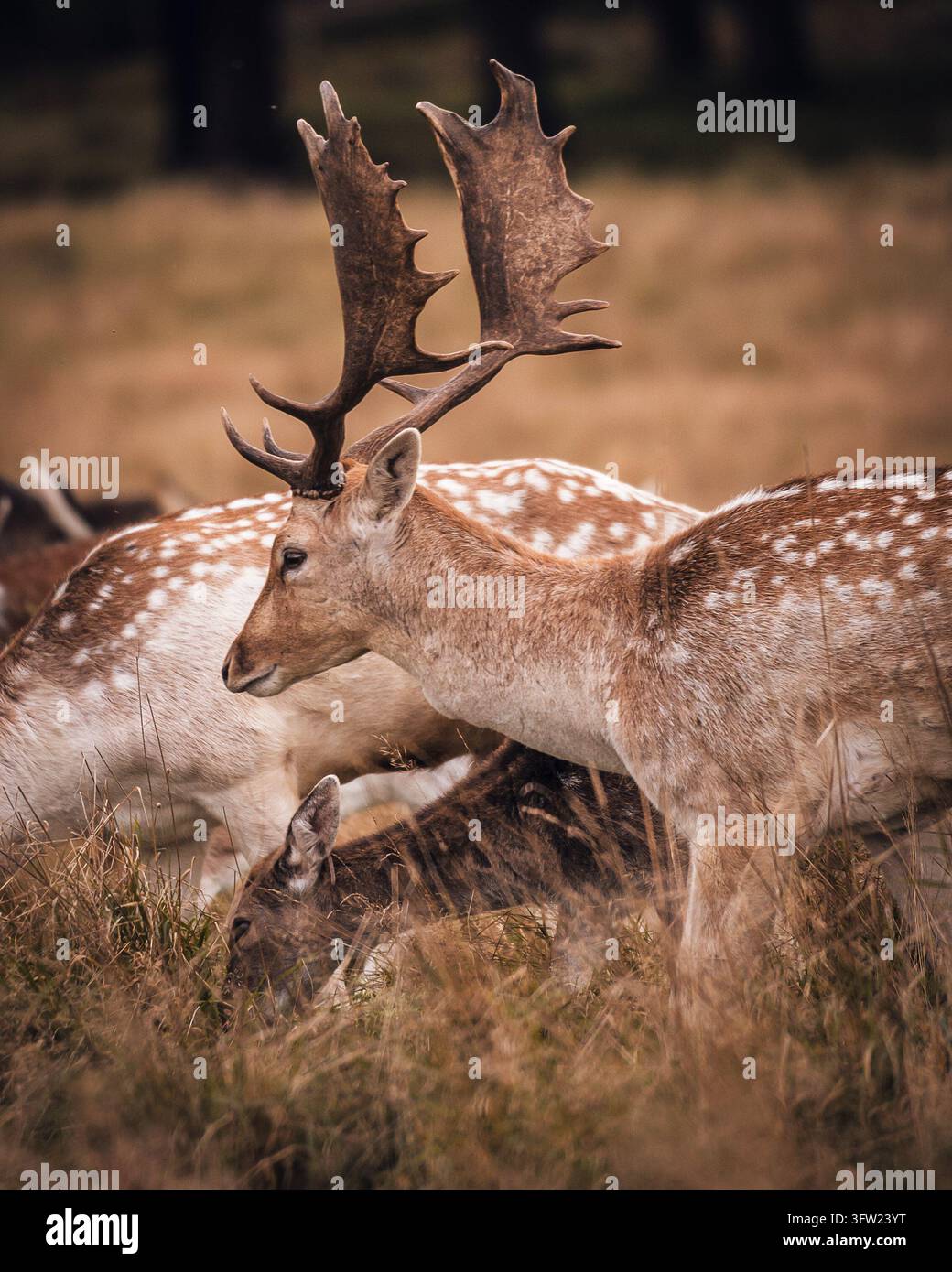 Rehbock mit großen gespaltenen Geweihen steht zwischen gefleckten Hirschen in herbstlichem Gras, Richmond Park, London Stockfoto