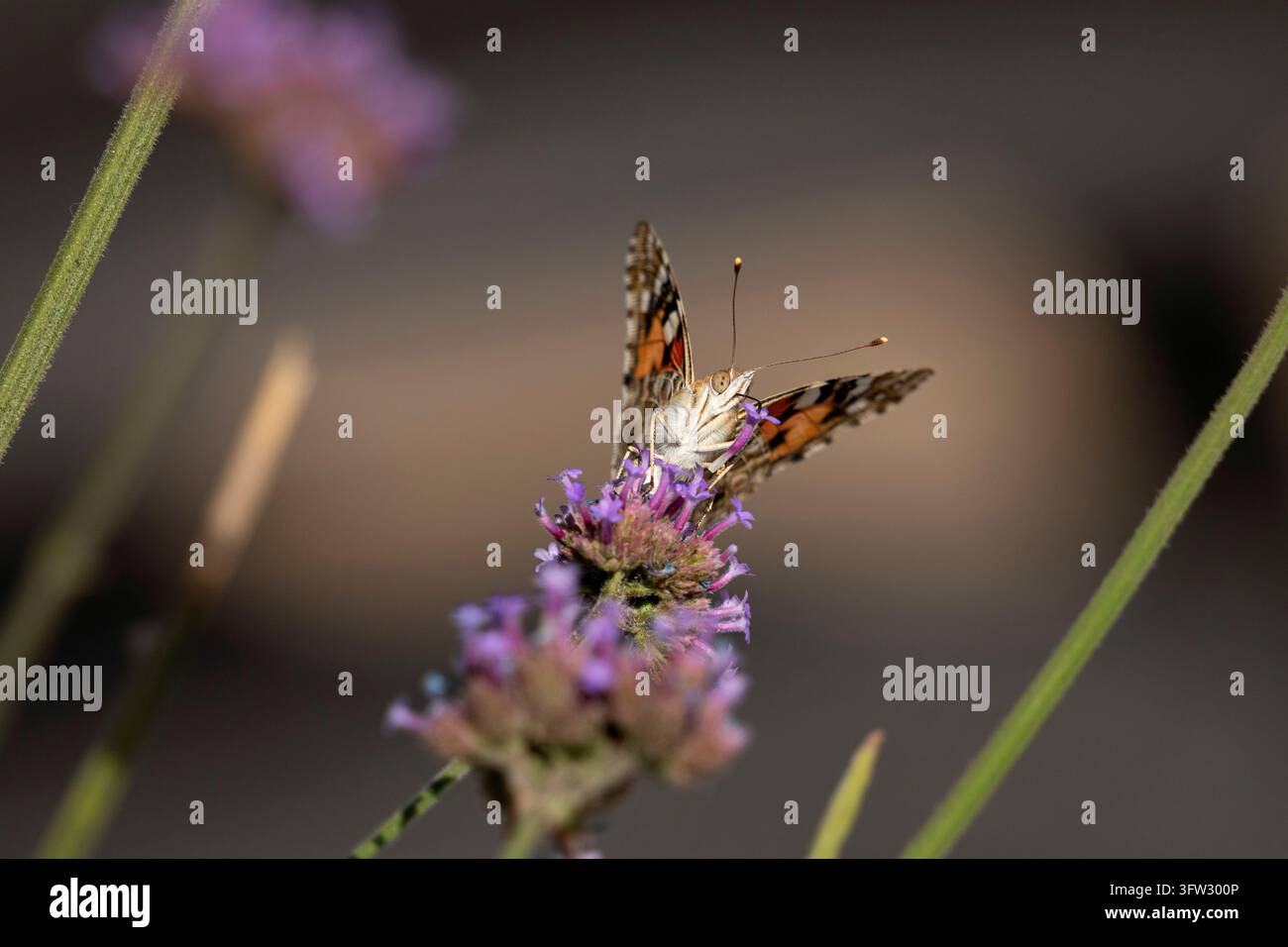 Ein Schmetterling der Art Vanessina (Painted Lady) füttert sich an einer violetten Blume in einer sanft beleuchteten Wiese Stockfoto
