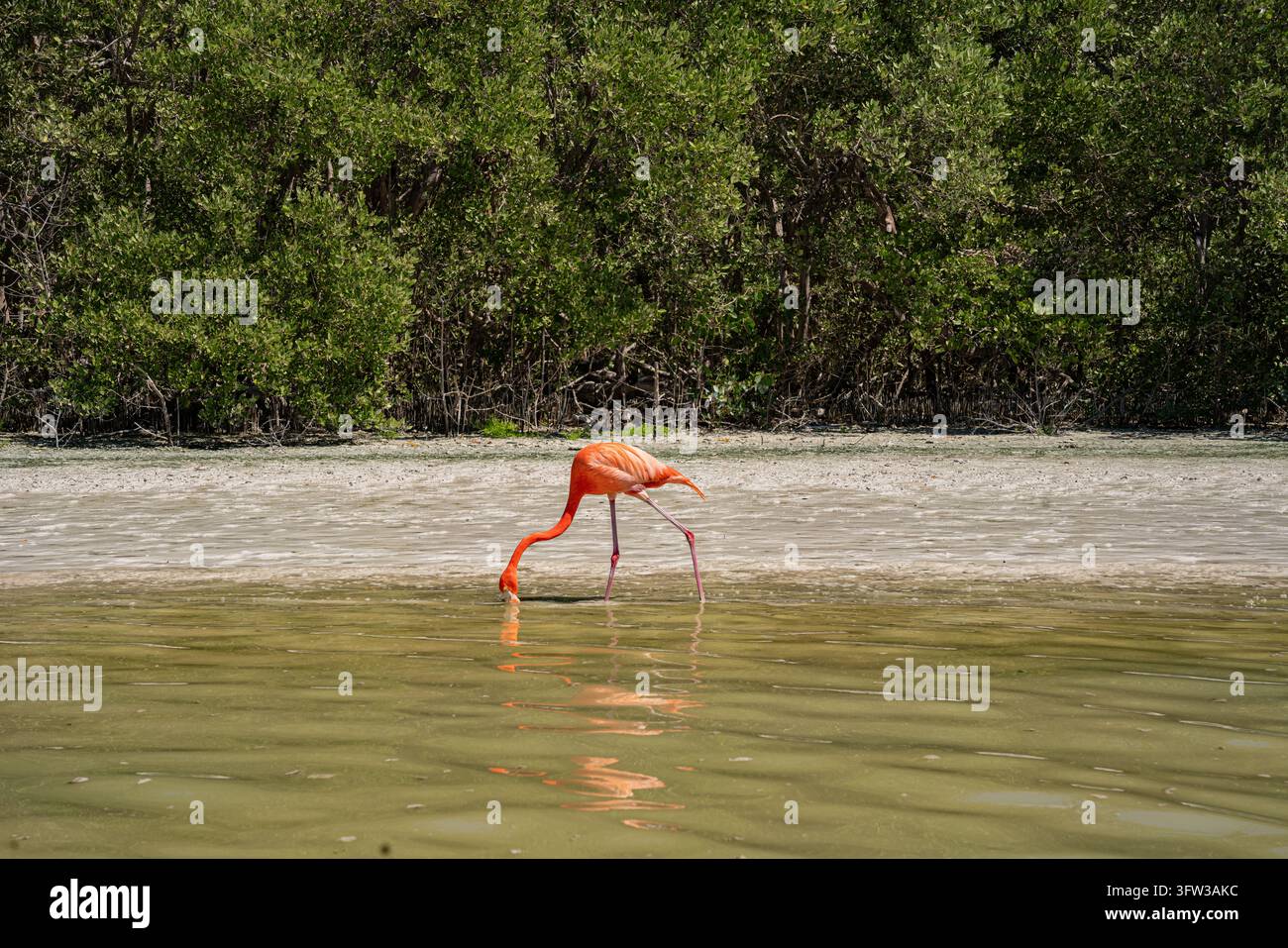 Amerikanischer Flamingo, der in flachem Wasser vor Mangroven in Mexiko frisst Stockfoto