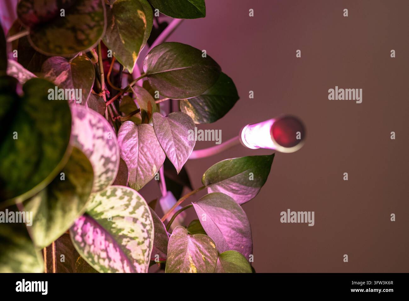 Nahaufnahme von Zimmerpflanzblättern unter rosa LED-Wachstumslampe während der Herbst- und Winterzeit mit schwachem Licht Stockfoto