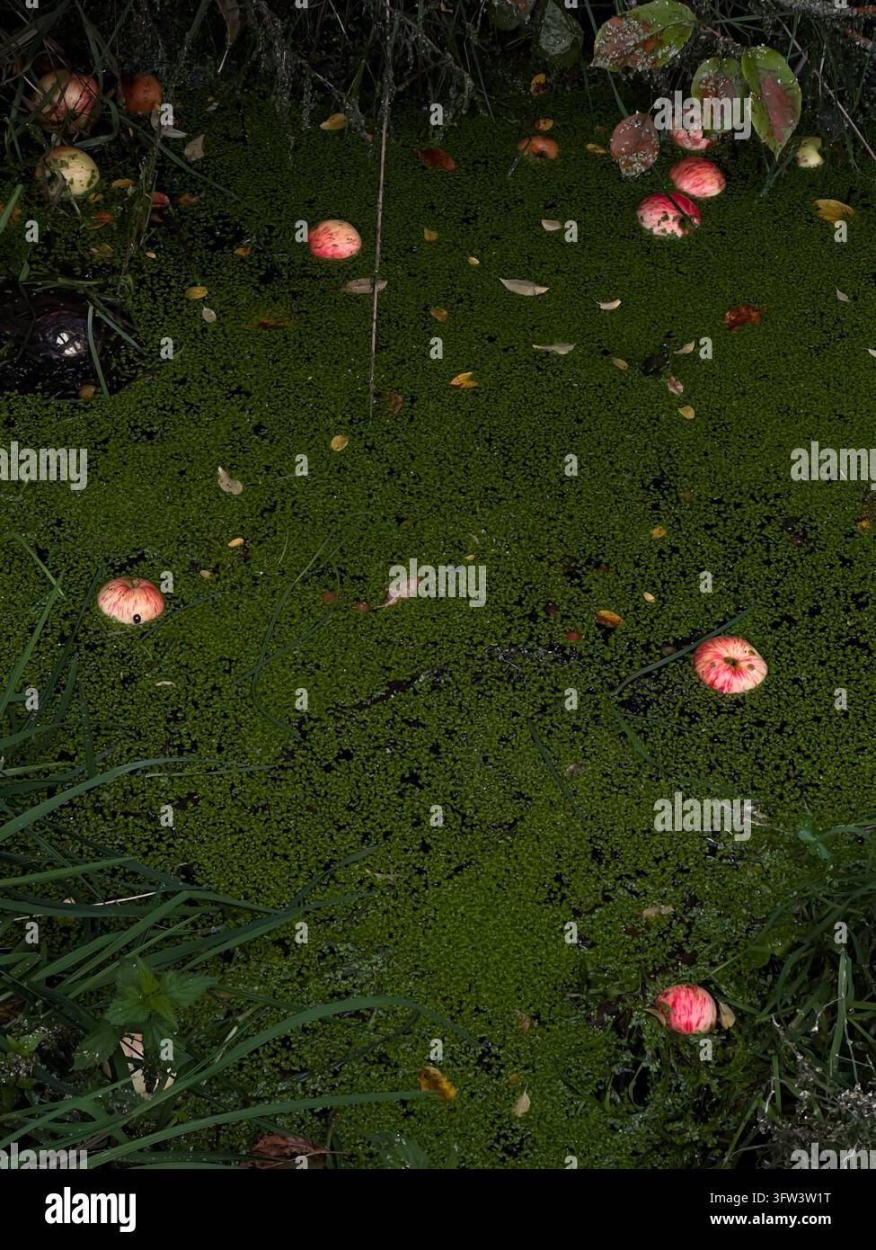 Reife rote Äpfel, die in einen mit grünem Wasserlinsen bedeckten Teich gefallen sind, im Herbst. - Smartphone-aufgenommenes Stockfoto