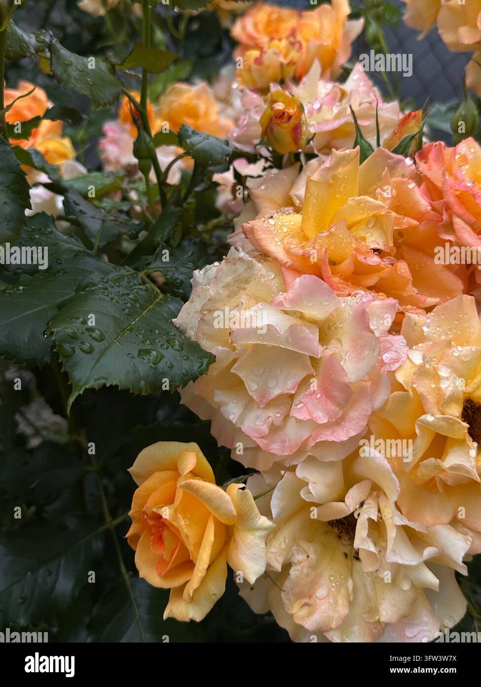 Nahaufnahme von nassen gelben und rosa Rosen mit Wassertropfen in einem Garten. - Smartphone-aufgenommenes Stockfoto