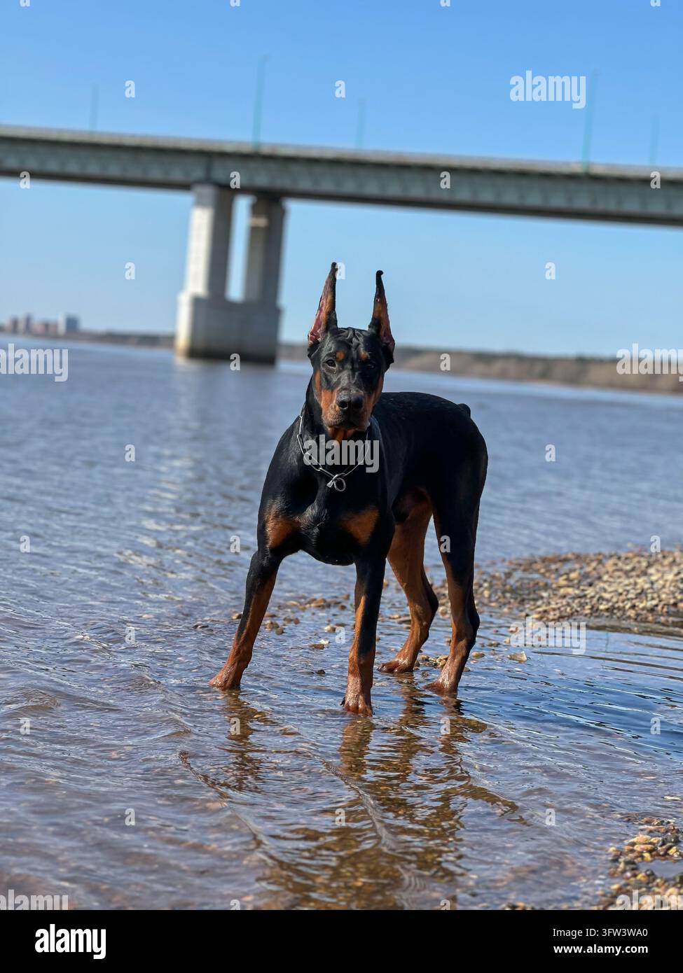 Dobermann steht im flachen Wasser mit einer Brücke im Hintergrund. - Smartphone-aufgenommenes Stockfoto