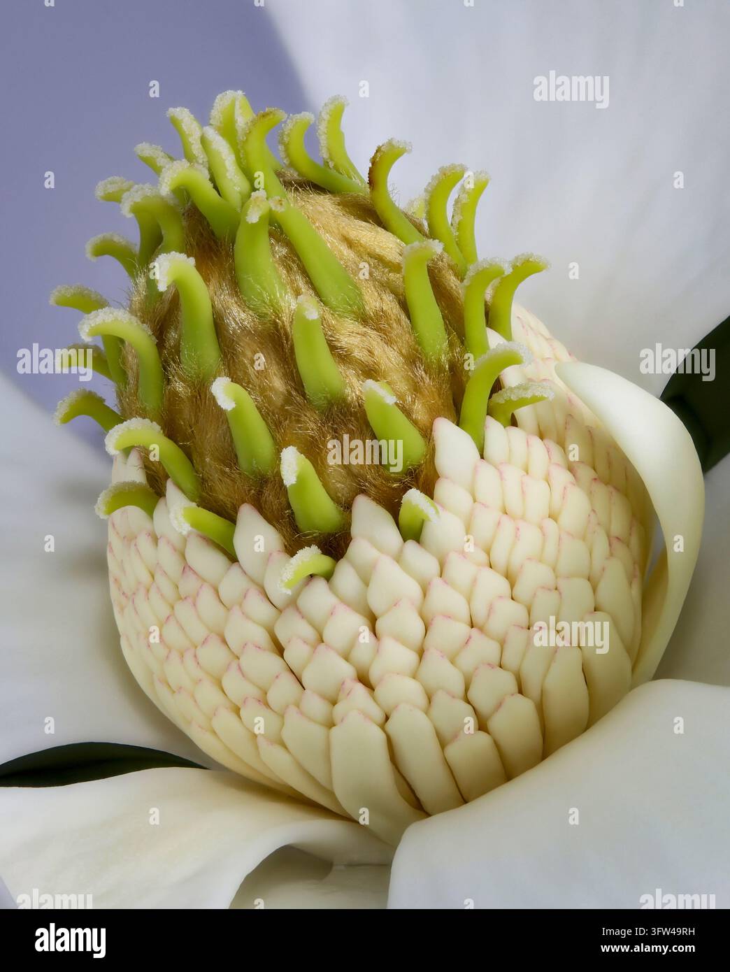 Ansicht des kräftigen Teils einer Südlichen Magnolie, Magnolia grandiflora, weiße, auffällige und duftende Blume mit Zitronen-Zitronella-Duft. Stockfoto