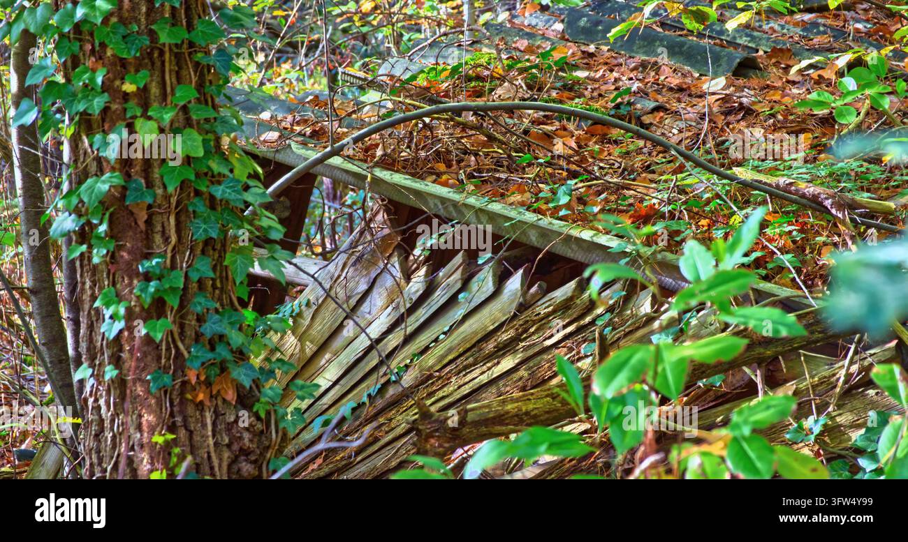 Die Natur erobert eine verlassene Holzkonstruktion zurück, mit Efeu an einem Baumstamm und gefallenen Blättern, die den Boden bedecken Stockfoto