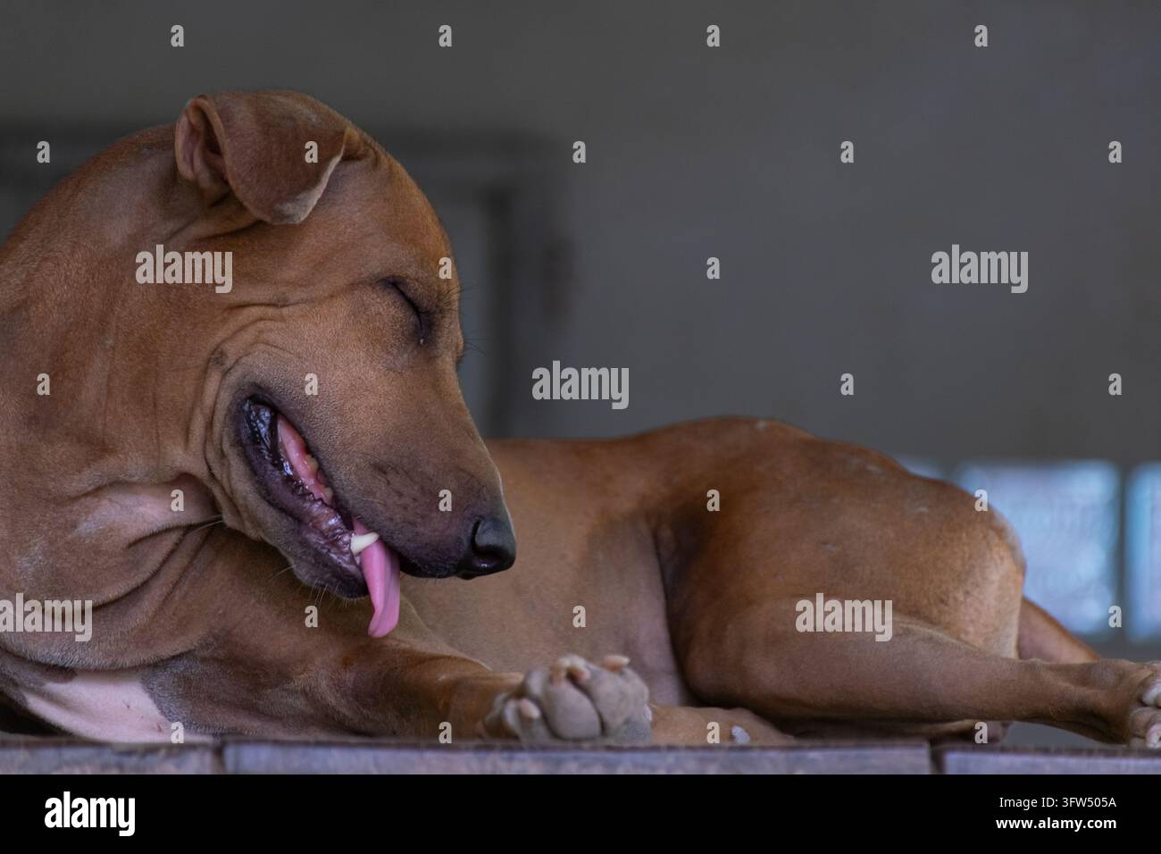 Ein brauner Hund liegt auf einer Holzbank, den Kopf nach unten zu einer Vorderpfote gerichtet und die Zunge sichtbar, während Innenlicht kurzes Fell und entspannte Ohren offenbart Stockfoto