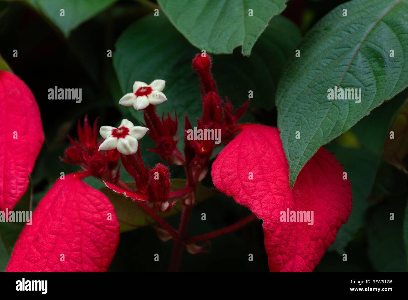 Mussaenda erythrophylla, rote Mussaenda, zeigt prächtige Hochblätter mit weißen Blüten und roten Mittelteilen, die sich wunderschön von üppigem grünen tropischen Laub abheben Stockfoto