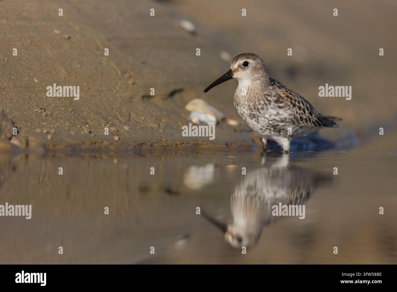 Dunlin (Calidris alpina) Foragt mit klarer Wasserreflexion. Stockfoto