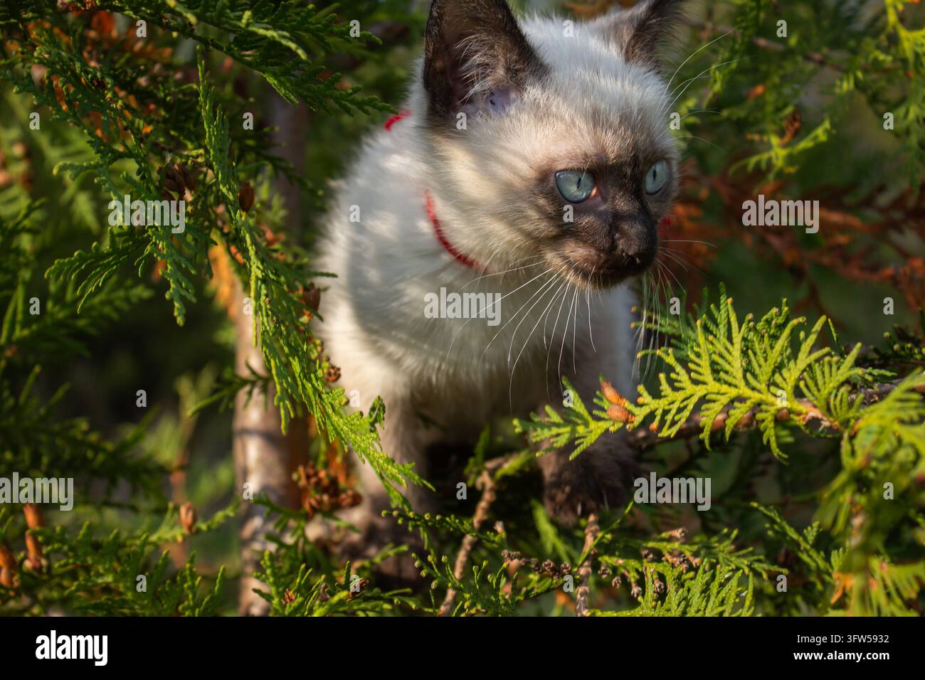 Siamesisches Kätzchen mit blauen Augen und rotem Halsband, das zwischen grünen Thujazweigen sitzt. Stockfoto