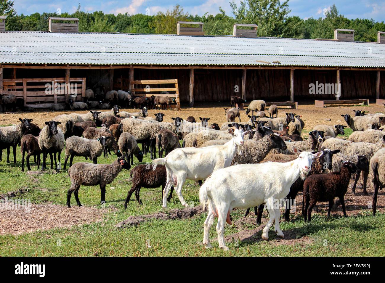 Gemischte Herde aus weißen Ziegen und Schafen steht auf einem Bauernhof vor einer Scheune. Stockfoto