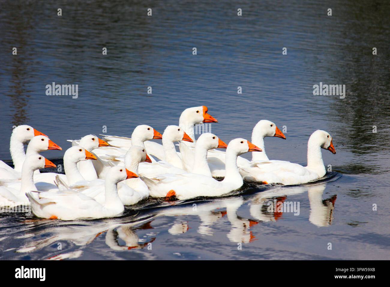Schwarm weißer Gänse, die in ruhigem blauem Wasser mit Spiegelungen schwimmen. Stockfoto