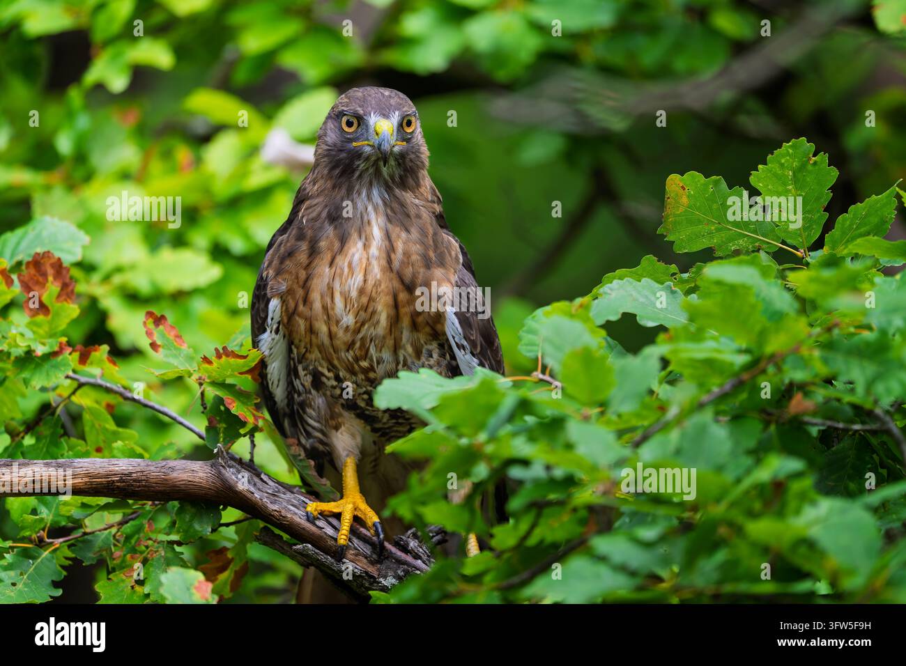 Ein Bussard sitzt auf einem Ast am Waldrand. Stockfoto