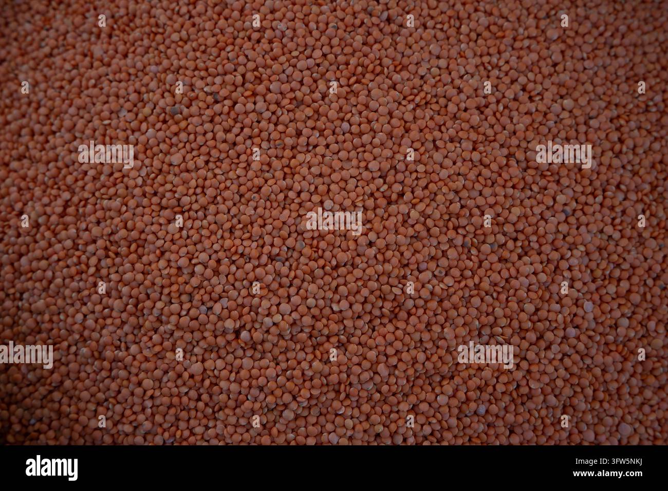 Vollformat-Nahaufnahme von trockenen roten Linsen, auch bekannt als Masoor Dal, die eine natürliche Lebensmitteltextur mit wiederholten Formen und warmen Farben erzeugen. Stockfoto