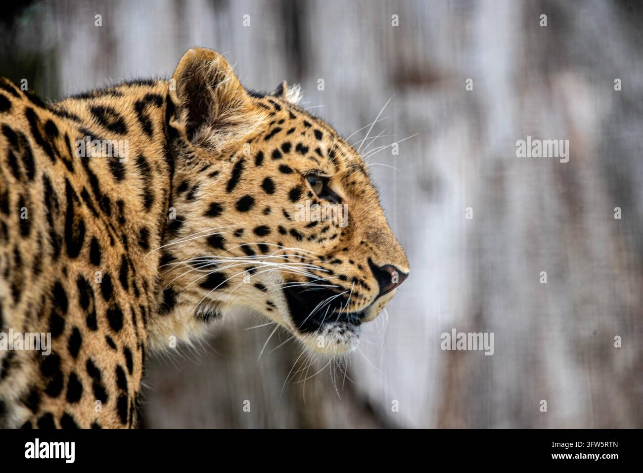 Amur-leopard Stockfoto
