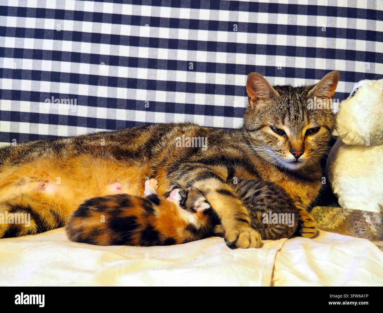 Mutter-Tigermutter mit ihren neugeborenen Kätzchen auf einem weißen Laken mit kariertem Hintergrund. Eine schöne Tigermutter liegt beschützend mit ihren beiden n Stockfoto