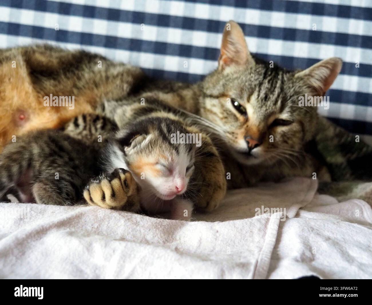 Mutter-Tigermutter mit ihren neugeborenen Kätzchen auf einem weißen Laken mit kariertem Hintergrund. Eine schöne Tigermutter liegt beschützend mit ihren beiden n Stockfoto