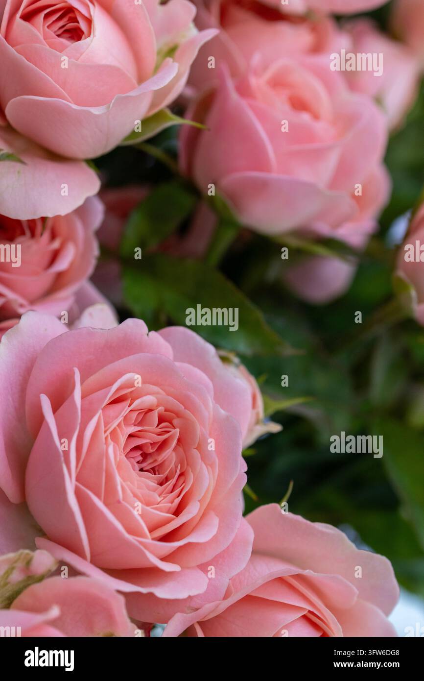 Romantische rosa Sprührosen Nahaufnahme mit weichen zarten Blütenblättern Kopie Stockfoto