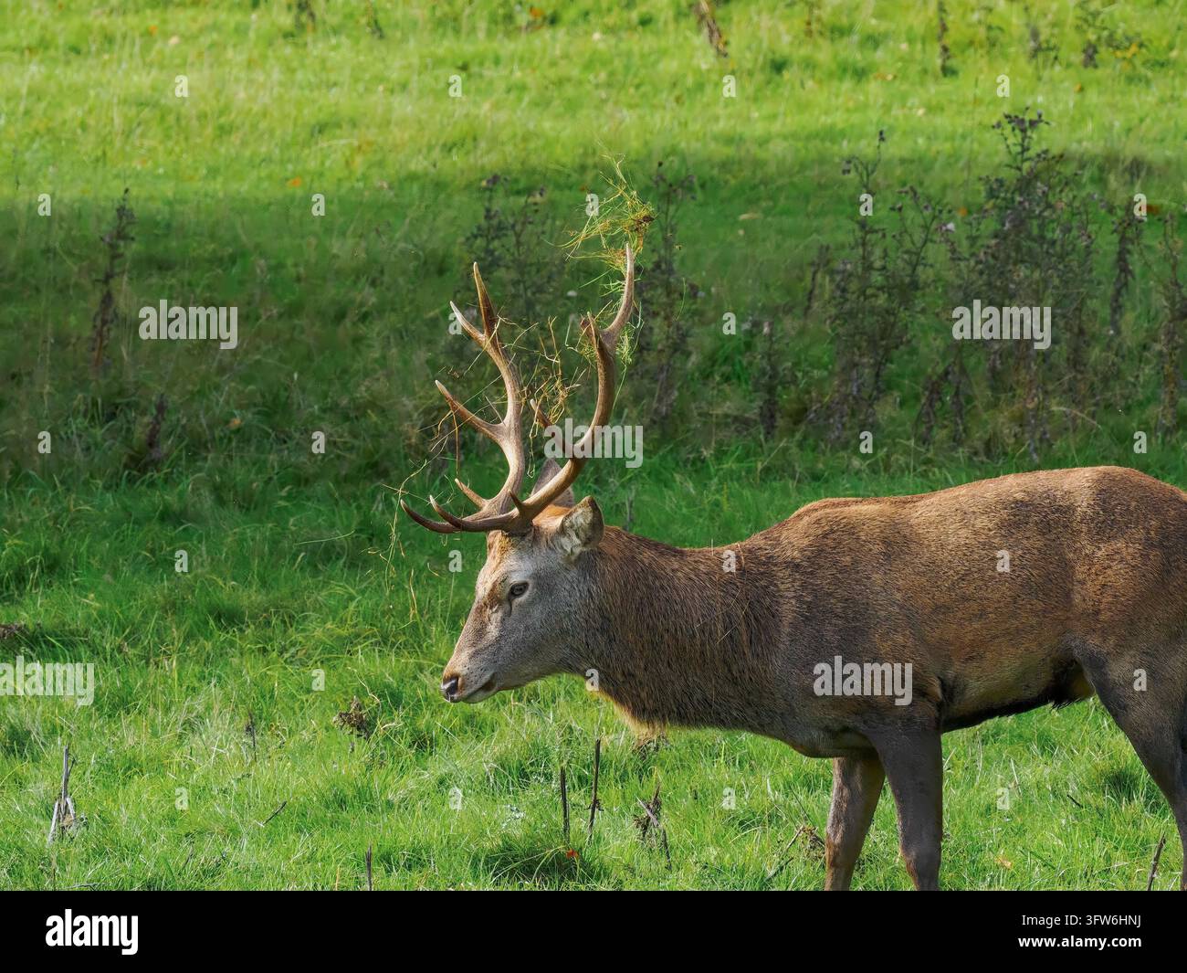 Wildes männliches Reh im Seitenprofil, Geweih in Gras gehüllt, vor einem lebendigen grünen Feld, Studley Royal, Ripon. Stockfoto