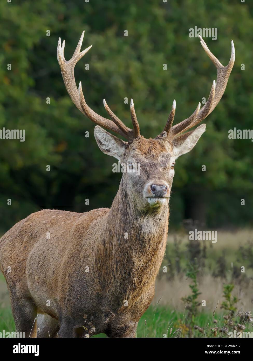 Rotwild-Hirsch während der Herbstbrunft, ein mächtiges Symbol für Männlichkeit und Dominanz. Stockfoto