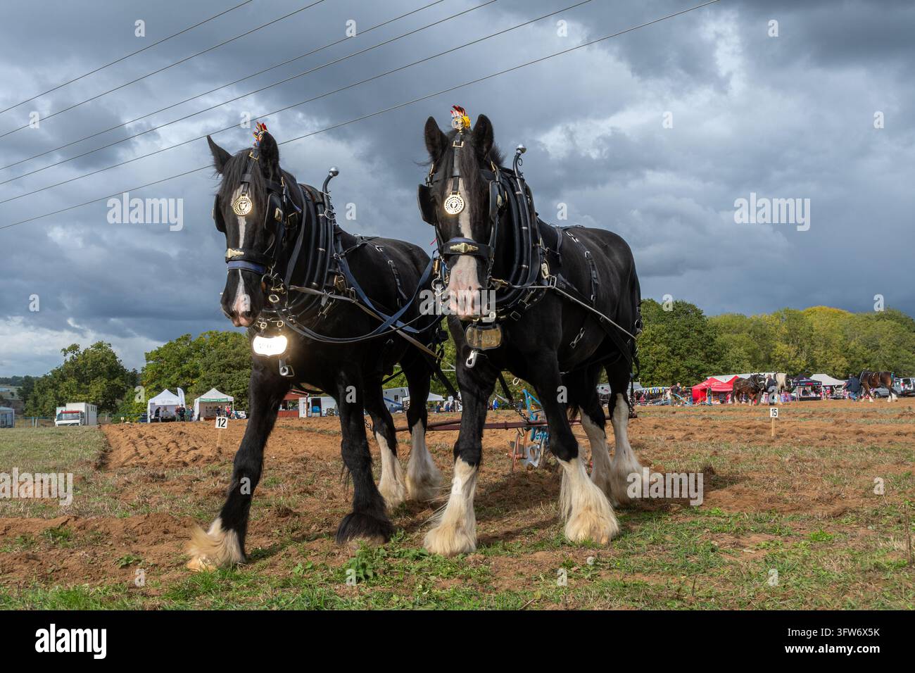 Das jährliche Pflugarbeitstreffen und das Landfest der Southern Counties Heavy Horse Association in Puttenham, Surrey, England, UK, am 18. Oktober 2026 Stockfoto