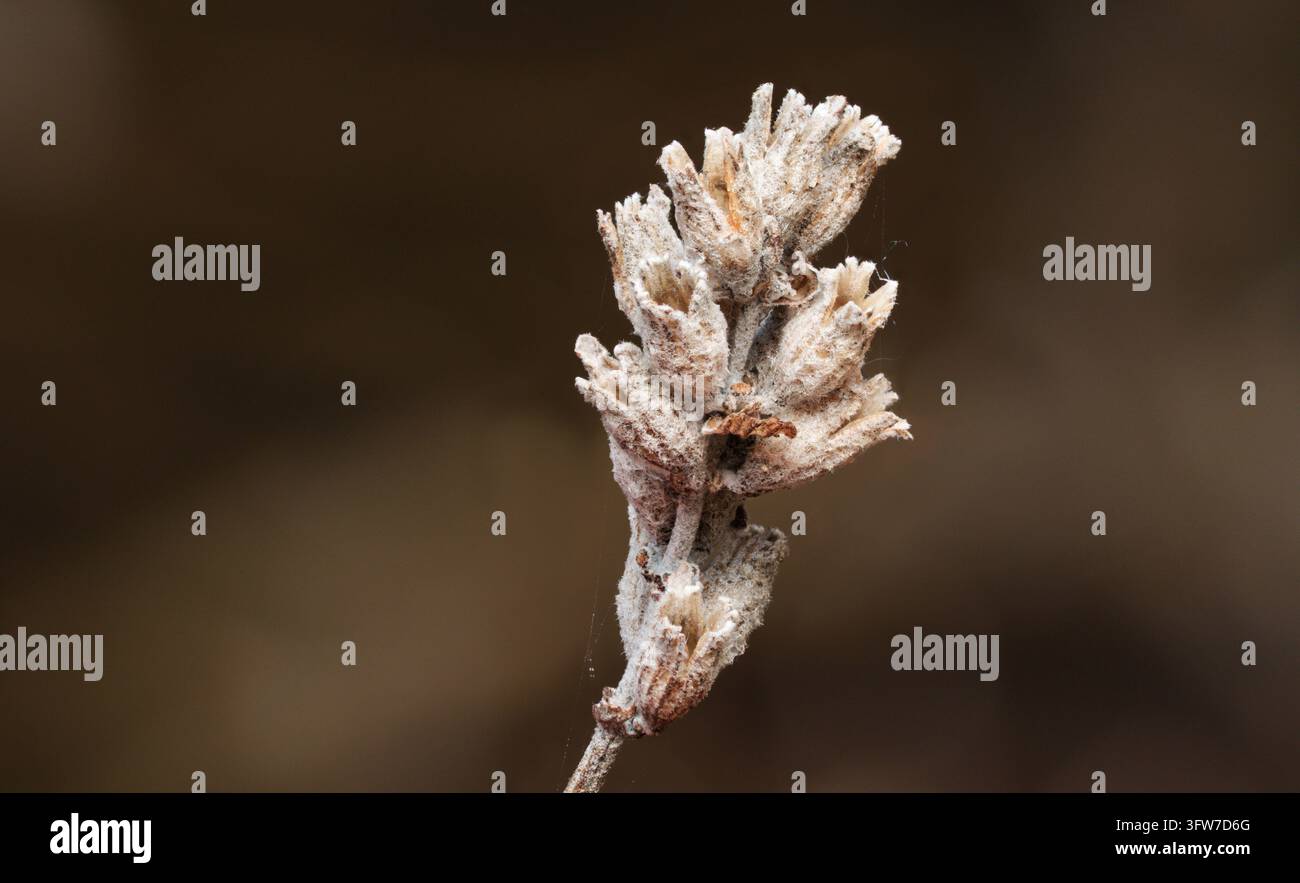 Detaillierte Makro-Nahaufnahme eines getrockneten Lavendelflorenkopfs, der die kunstvolle Textur und flauschigen Kelche zeigt. Hochdetaillierte Fokus-Stacking-Aufnahme von trockenem Herbst Stockfoto