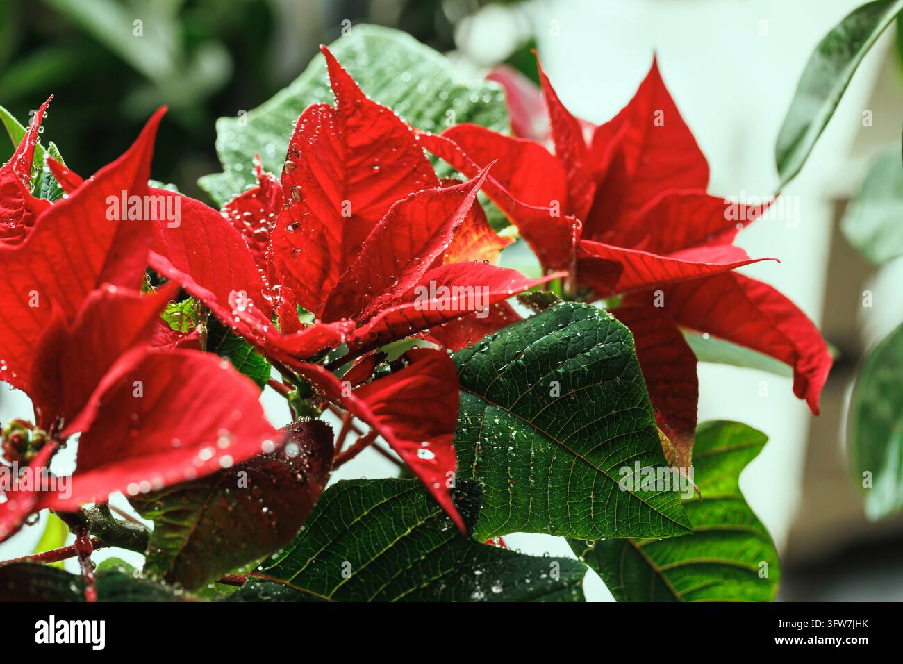 Nahaufnahme von roten Weihnachtssternblättern, bedeckt mit winzigen Tröpfchen, perfekt für Weihnachtskarten, festliche Einladungen und saisonale Dekorationsthemen Stockfoto