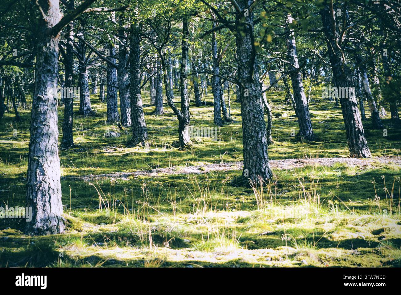 Ein scharfes rechte Hand Licht scheint durch massive Bäume mit grauen Stämmen in einem im Allgemeinen grünen norwegischen Wald. Blick den Hügel hinauf auf eine friedliche Natur. Stockfoto