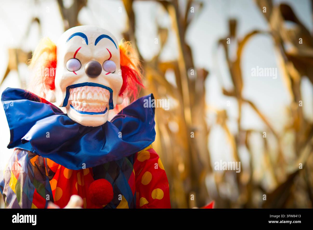 Gruselige, furchterregende animierte Halloween-Clown-Installation in einem Maislabyrinth, Teil eines Kürbisfeldes in Italien. Hintergrund mit Kopierraum. Stockfoto