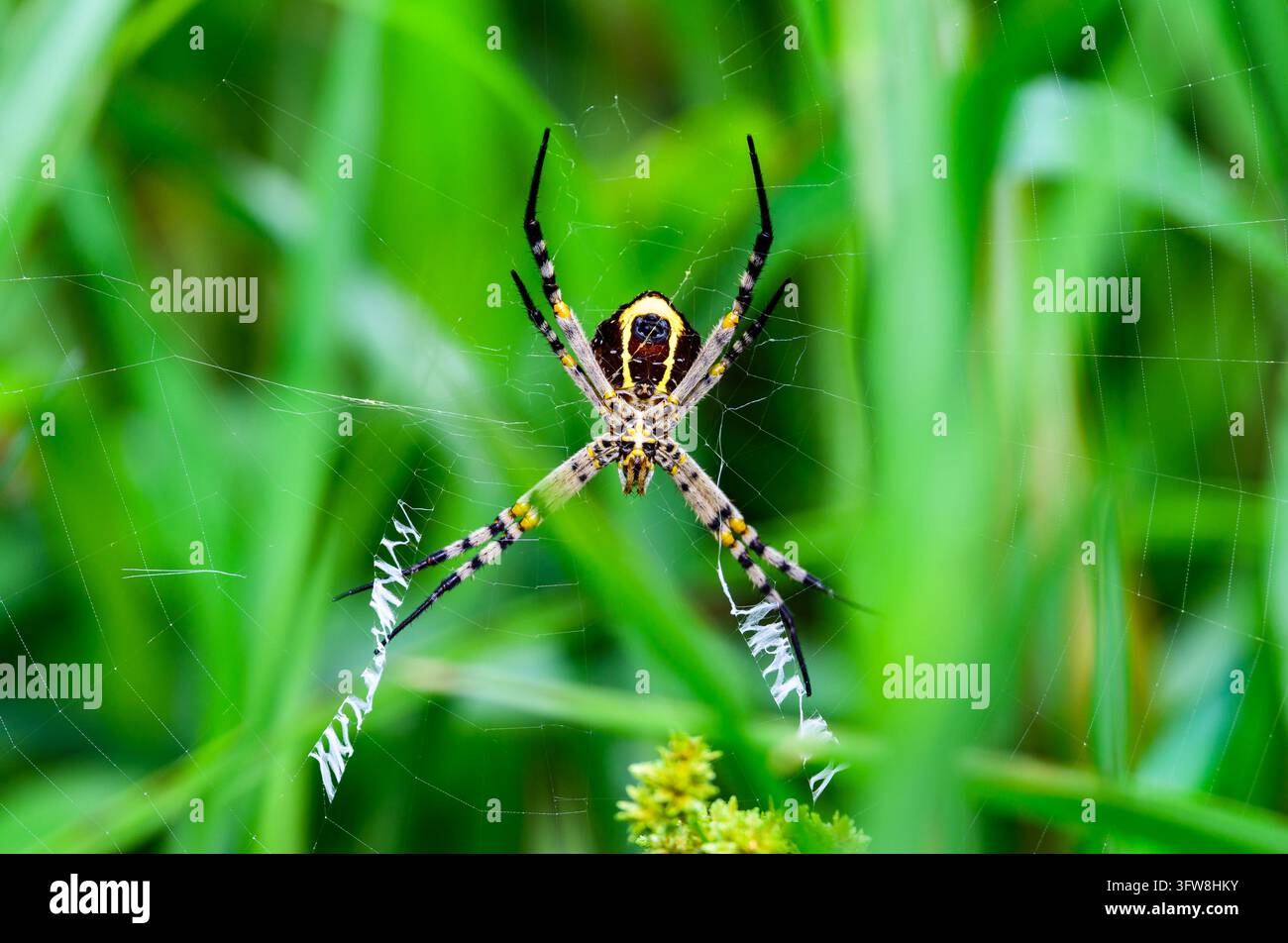 Eine farbenfrohe Gartenradnetzspinne (Argiope sp.) in ihrem Netz. Papua-Neuguinea. Stockfoto