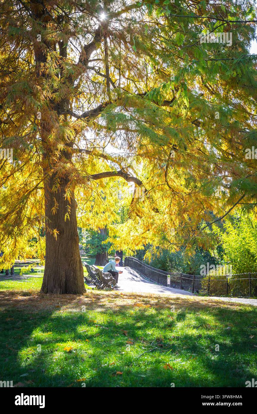 Ein Mann sitzt auf einer Bank und liest oder schaut auf ein Mobiltelefon unter einem Herbstbaum im Morgensonnenschein im Royal Greenwich Park, London. Stockfoto